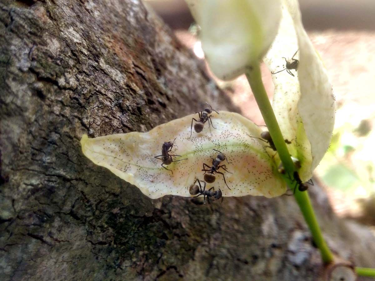 Silaturahmi harus tetap terjaga meskipun pandemi belum sirna. (Foto: Dok. pri)