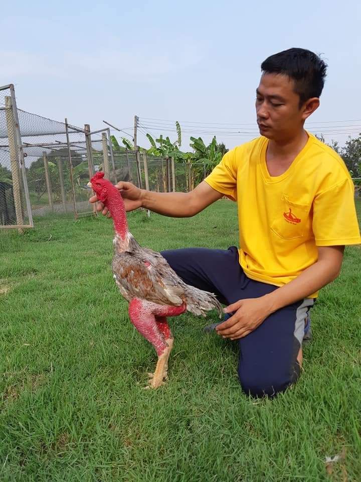 Ayam Ganoi/ Vietnam/ Saigon bloodline Ho Chi Minh dari CP Farm Nongjok