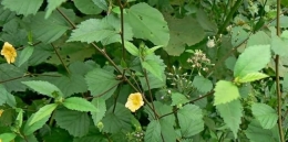 Sidaguri berbunga kuning (deherba.com)