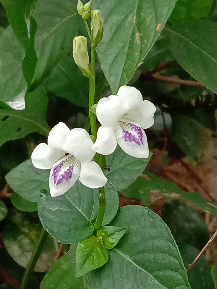 Ciri Rumput Israel Sidaguri, Satu Lagi Rumput Liar yang Bermanfaat Obat Halaman 1 ...
