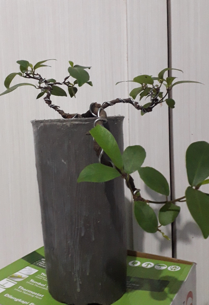 Bakalan bonsai iprik koleksi pribadi