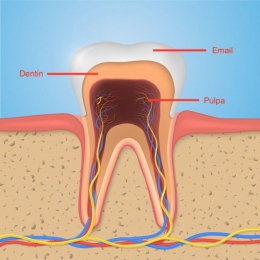 Anatomi gigi: Lapisan terluar adalah email, kemudian dentin, dan yang terdalam adalah pulpa-sumber: freepik