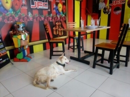 Keberadaan anjing di bawah meja makan di salah satu restoran ayam goreng khas Bali (Sumber: dokumen pribadi)