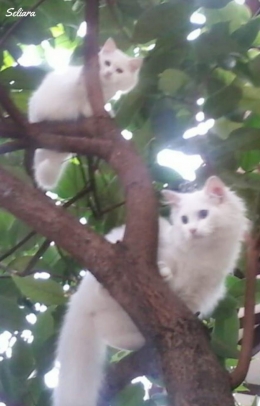 Ilustrasi Milo dan Cleo saat kecil senang memanjat pohon jambu. Dokpri
