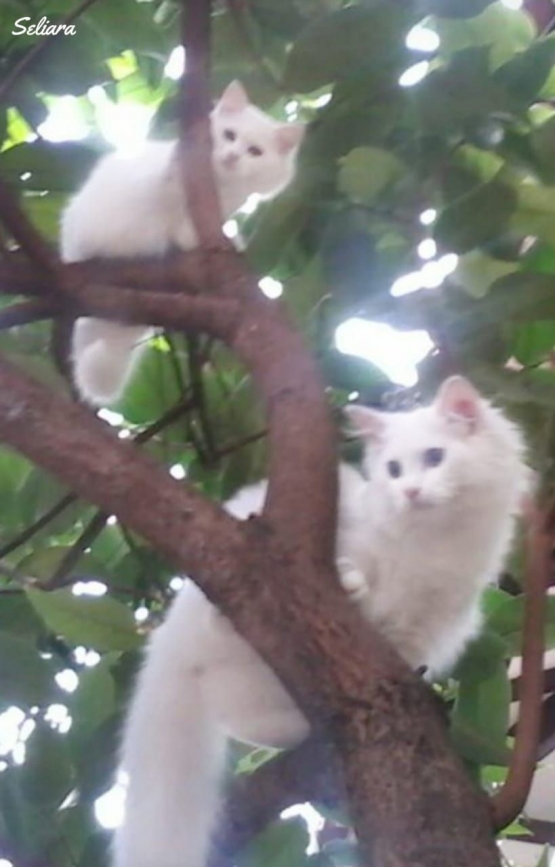 Ilustrasi Milo dan Cleo saat kecil senang memanjat pohon jambu. Dokpri