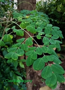 Moringa Oleifera atau kelor (Foto dok. Pribadi)