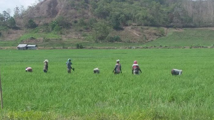 Ibu-ibu menyiangi sawah di Lembor, Kabupaten Manggarai Barat, Senin (25/9/2017). (Kupang.tribunnews.com)