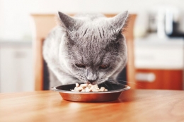 Ilustrasi kucing sedang makan. (SHUTTERSTOCK/DENIS VAL) 