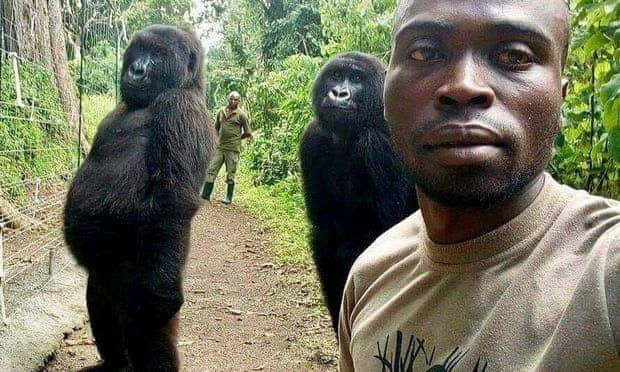 Mathieu Shamavu berfoto bersama gorila yatim piatu Nkakazi dan Ndeze | Foto: Mathieu Shamavu / AP