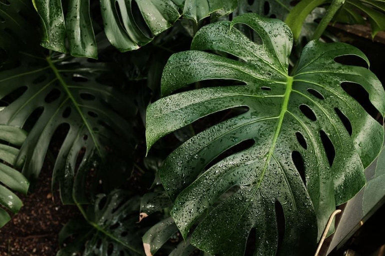 Monstera deliciosa. | wallpaperflare