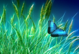 Kupu-kupu dan alam raya. Sumber gambar : Pixabay. Karya : Geralt.