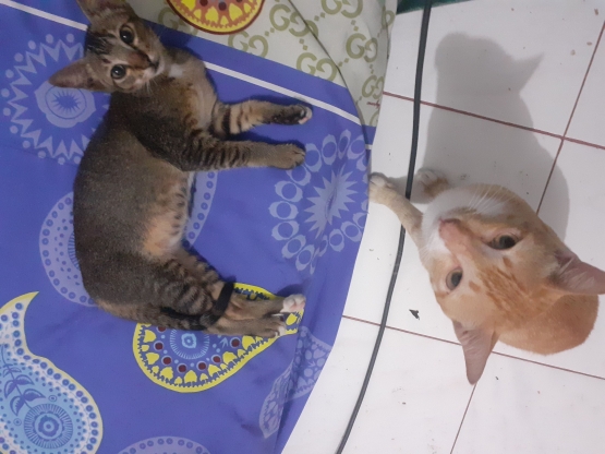 Dokpri_Pritno dan Prito