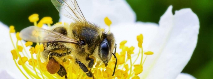 Lebah termasuk salah satu keanekaragaman hayati yang mendukung pasokan pangan dari tanaman untuk manusia (Ilustrasi: un.org/FAO Greg Beals) 