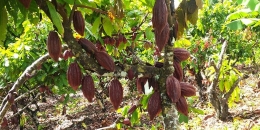 Pohon cokelat/kokoa (Foto: Kompas)