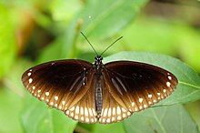 Kupu-kupu gagak bermerek ganda (sumber foto: wikiwand.com)