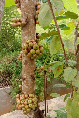 Batang pohon dipenuhi buah Loa (dokpri)