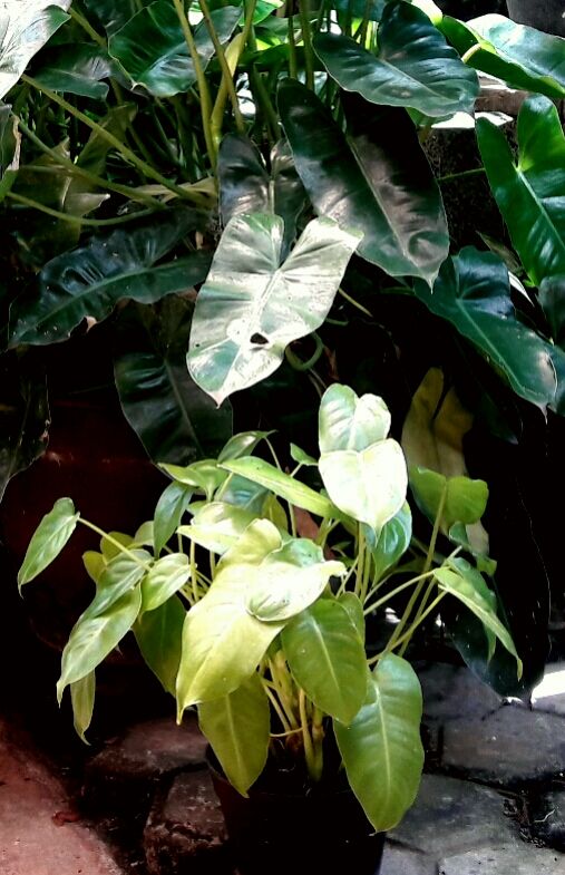 Philodendron mungil ini seumuran dengan philodendron berdaun lebar di belakangnya (Dokpri)