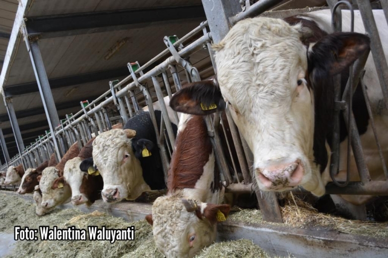 Sapi Belanda (Sumber: Dokumentasi pribadi)