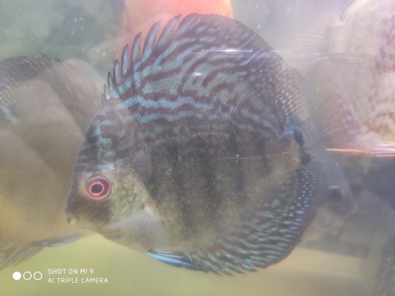 Salah satu Ikan Discus saya, sumber: dokpri