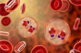 Parasit Plasmodium falciparum di dalam sel darah merah. Photo: Kateryna Kon / Shutterstock 