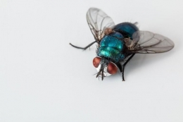 ilustrasi gambar untuk puisi: Lalat Dalam Cangkir Kopi dari pixabay.com