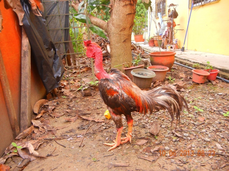 Ayam Gundul Bali, jika dilihat dari posturnya kemungkinan sudah ada sisipan darah ayam BK atau Vietnam. Sumber: Papajihttps://papaji.forumid.net/