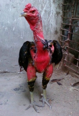 Ayam Ganoi tumbuh dan besar di Vietnam dengan penampilan tetap gundul meski sudah pensiun berlaga seperti dilansir dari Ganoi.com