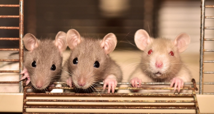 Ilustrasi tikus-tikus oleh sipa dari pixabay.com
