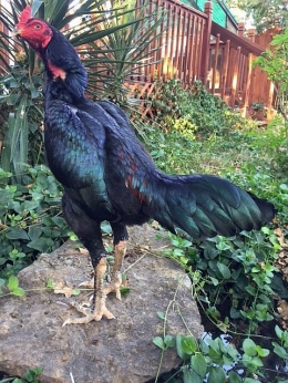 Ayam Ganoi yang menetas dan besar di Amerika, milik Nasser Saab.|asilclub.spur