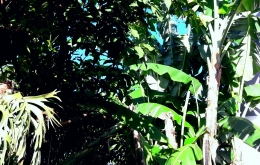 Pohon jambu air (kiri) hasil tanam biji dan pohon pisang (kanan) hasil tanam biji oleh musang (Dokumentasi pribadi) 
