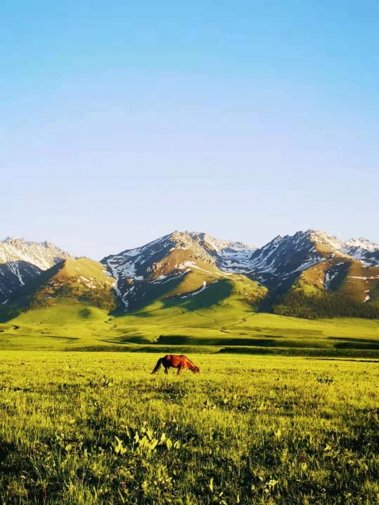 Kuda, Sapi, Domba dengan mudah dijumpai di padang rumput Nalati (Dokumentasi pribadi)