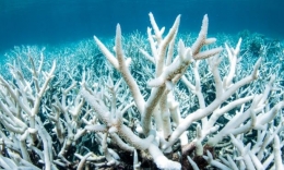 Terumbu karang yang sekarat setelah mengalami pemutihan | Foto diambil dari Guardian/Brett Monroe Garner