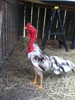 Ayam Gundul Bali/ Ayam Madagascar (Malgache) Sudah gundul sejak lahir.
