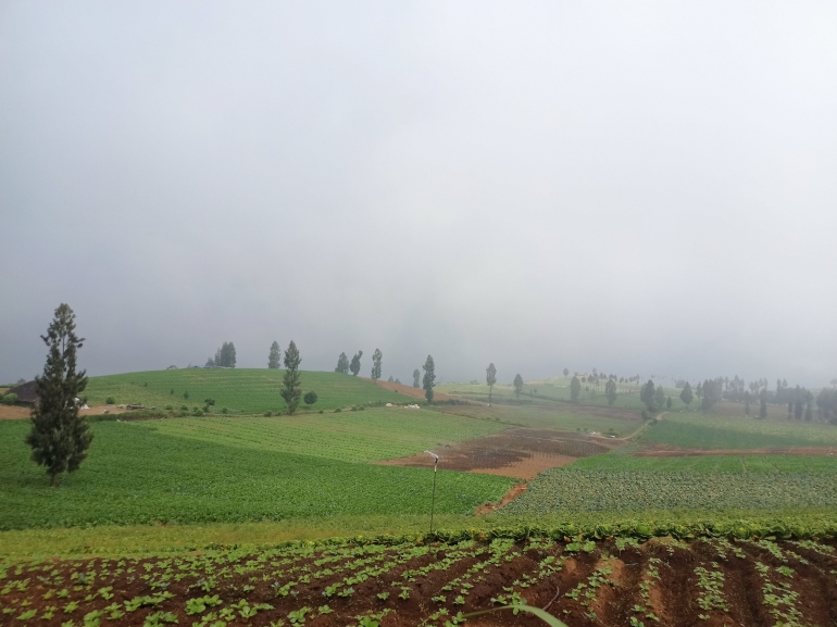 Permadani Alam Hijau dan Segar yang Dikelilingi Berbagai Macam Tanaman Sayur