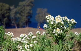 Bunga Edelweiss, Sumber gambar: https://jatenglive.com/