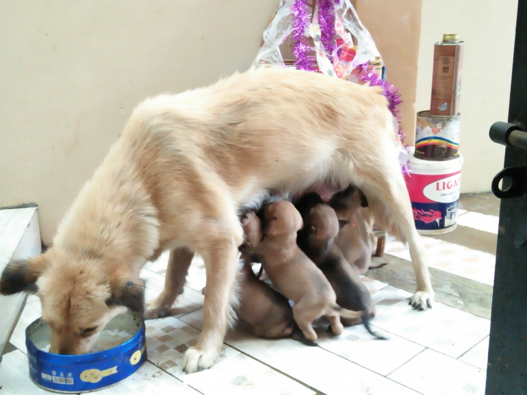 Bruna anjing kami bersama ketujuh anaknya | Dokumentasi pribadi