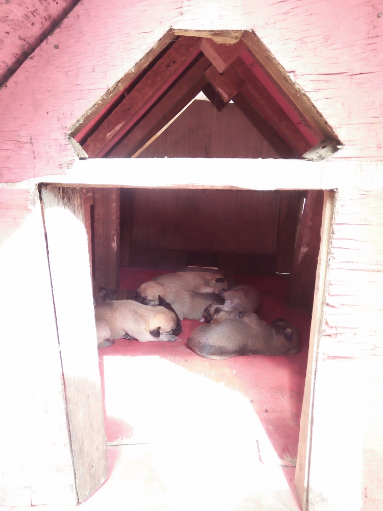 Anak-anak Bruna tidur nyenyak sambil berjemur di kandangnya| Dokumentasi pribadi