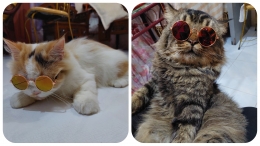tipe anggora: Mimi (si penurut), tipe persia: Bob (si tukang makan) - kucingku-dokpri