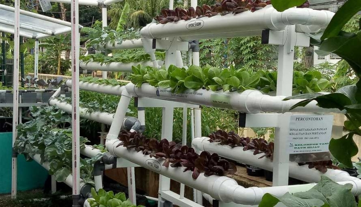 penanaman urban farming (ayojakarta.com)