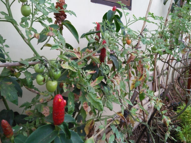 Menanam tomat dan bunga di pekarangan yang sempit | Dokumentasi pribadi