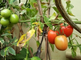 Menanam tomat dan bunga di pekarangan yang sempit| Dokumentasi pribadi