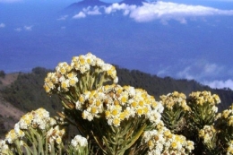 Bunga Edelweiss. (Foto: Kuya Hejo/Tribunnews.com)