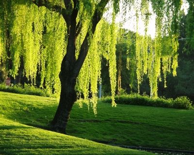 Pohon Willow (iO.wp.com)