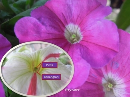 Bunga Petunia-putik-benang sari (dokpri)