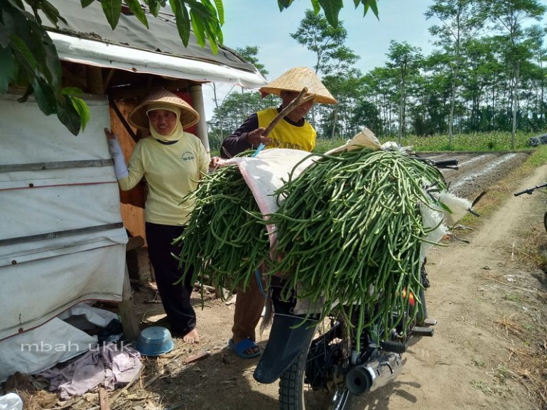 Ada juga petani yang langsung kirim ke rumah. Dokpri