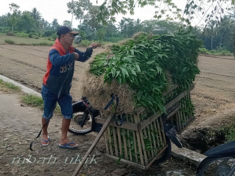 Pengepul kecil. Dokpri