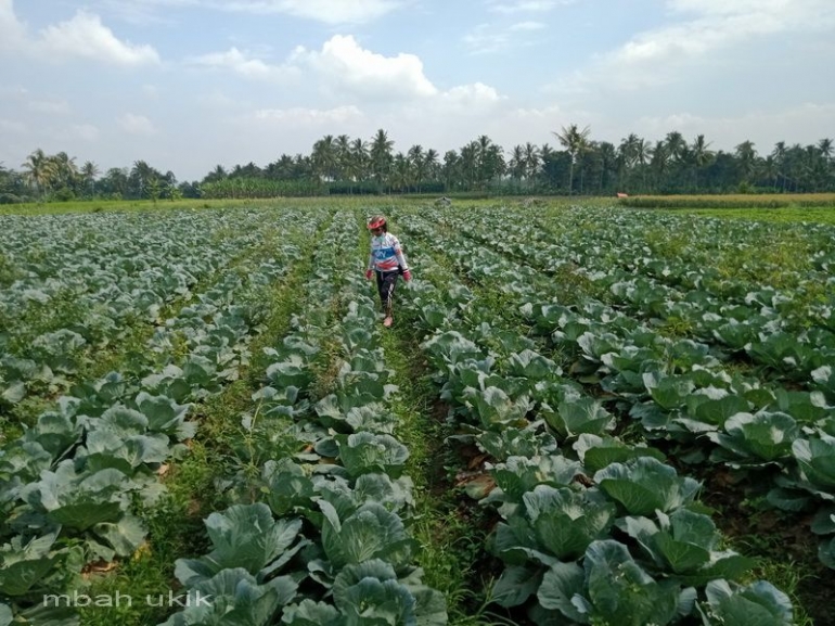 Memeriksa komoditas siap panen dan siap dibeli. Dokpri