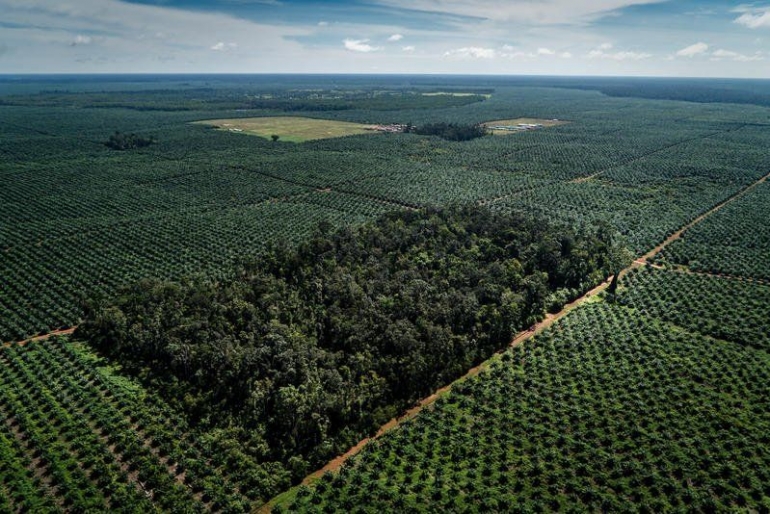 Gambar Puluhan ribu hektar hutan di Papua dialih fungsikan menjadi perkebunan kelapa sawit. Sumber: https://media.greenpeace.org/collection/27MZIFJWLN
