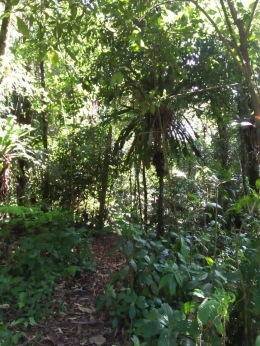 vegetasi hutan di sekitar kaki gunung Sibayak (Dokpri)