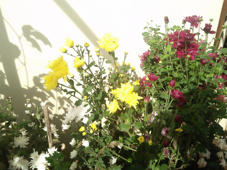 Menanam bunga krisan di pekarangan rumah|Dokpri